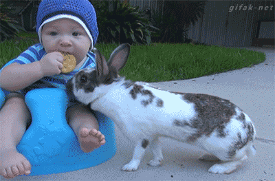 cute-bunny-02