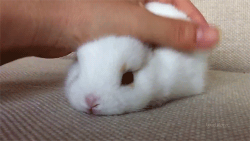 cute-bunny-03