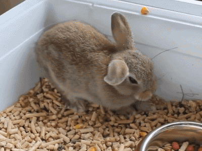 cute-bunny-05