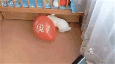 cute-bunny-07