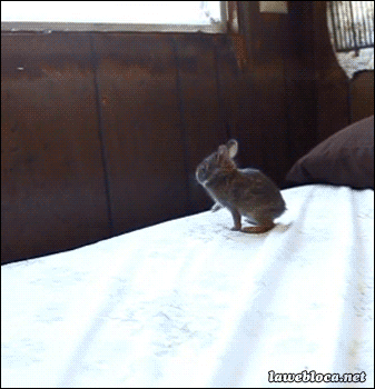 cute-bunny-10